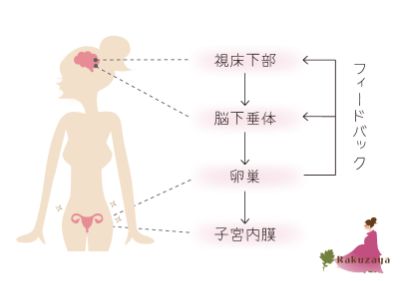 女性ホルモン分泌の流れ